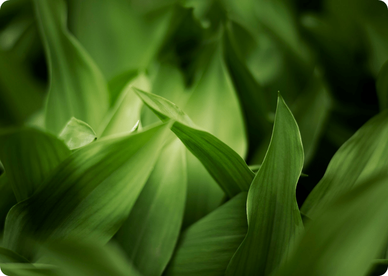 sustain